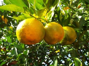 Grape de bergamote sur un arbre