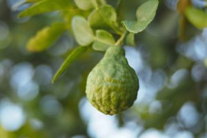 Fruit du bergamote sur un arbre